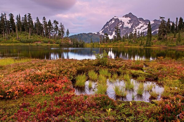 Flowers in the forest in the swamp