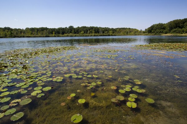 Ein bewachsener Teich mit vielen Seerosen