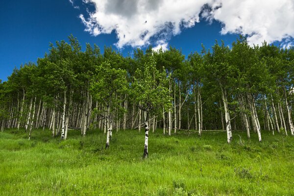 Esbelto bosque de abedul entre la espesa hierba verde bajo el cielo azul y las nubes