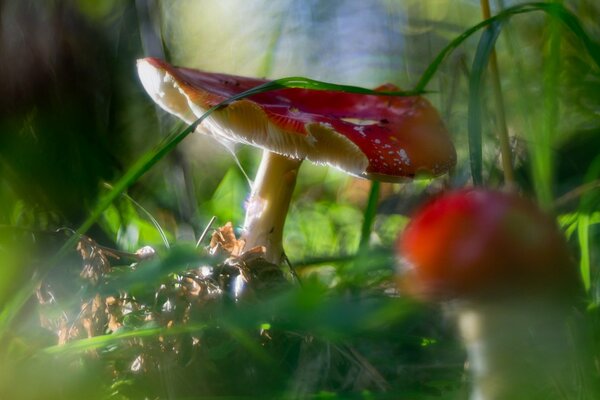 Ci sono molti funghi diversi nella foresta in autunno
