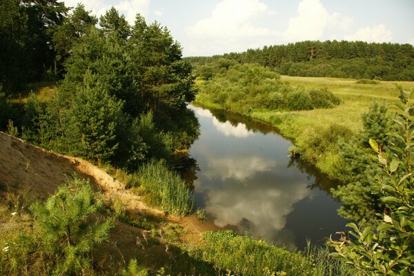 Hierba verde, árboles y río