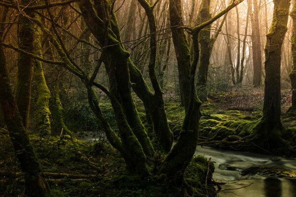 Ruscello nella fitta foresta. Muschio sugli alberi