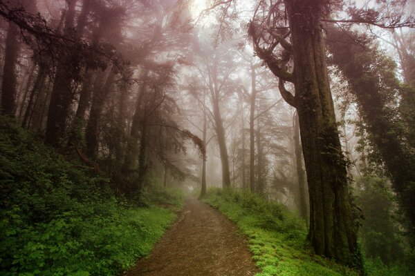 Straße im Sommerwald im Nebel