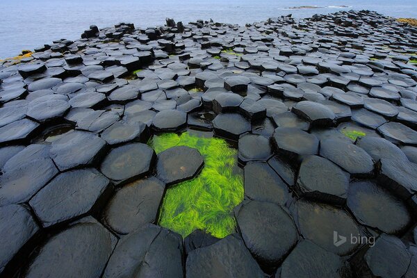 The North Sea. Green algae. Cold water