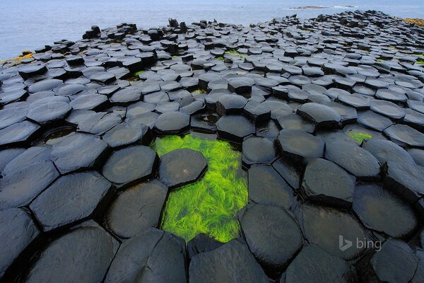 Mar del Norte. Algas verdes. Agua fría