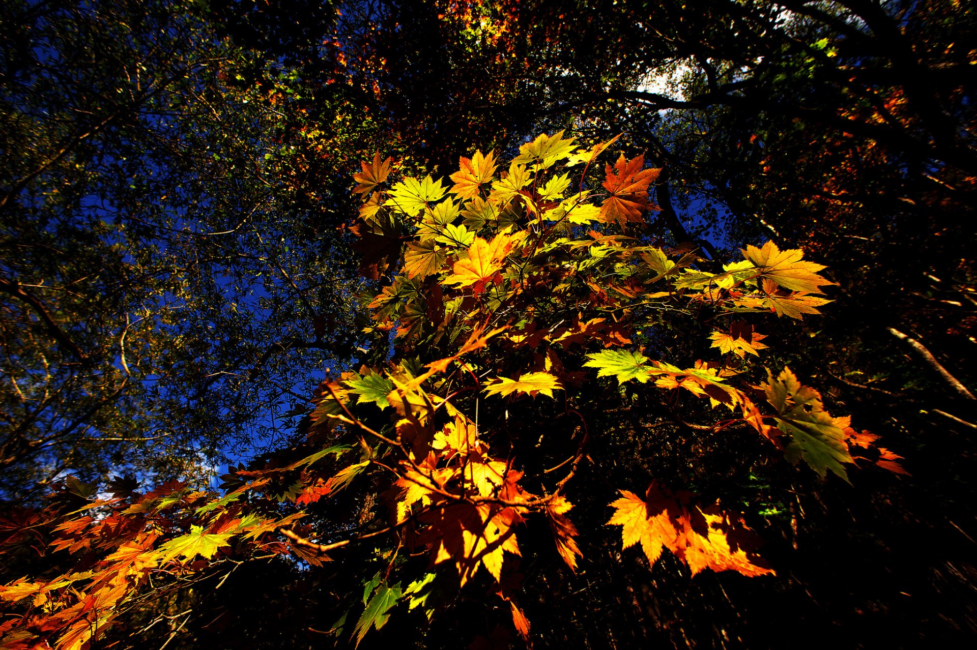 arbres branches feuilles automne