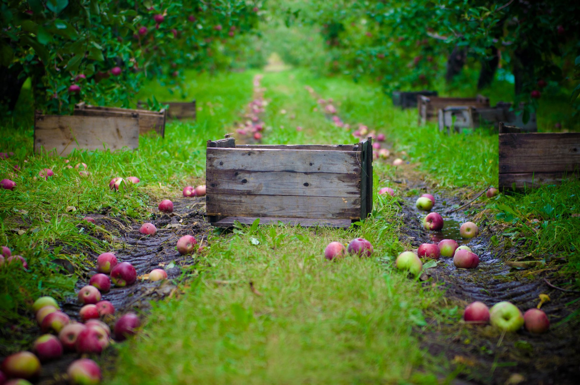 äpfel garten ernte ernte