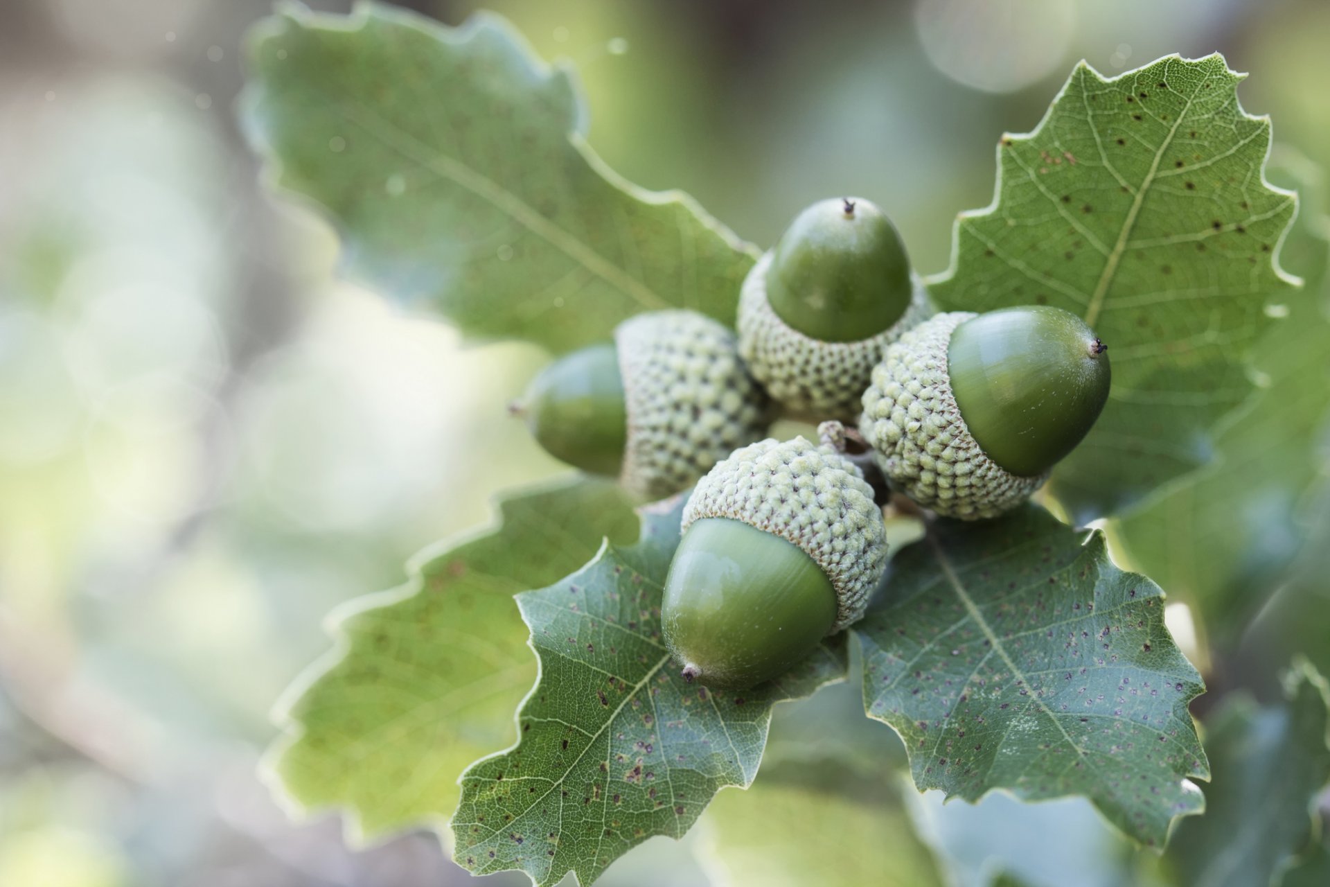 branch leaves fruit acorn