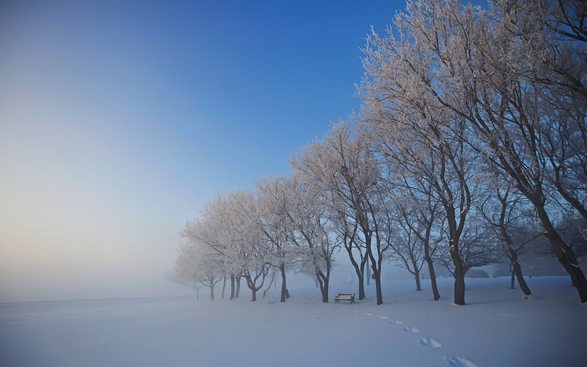 hiver neige arbres banc brouillard traces