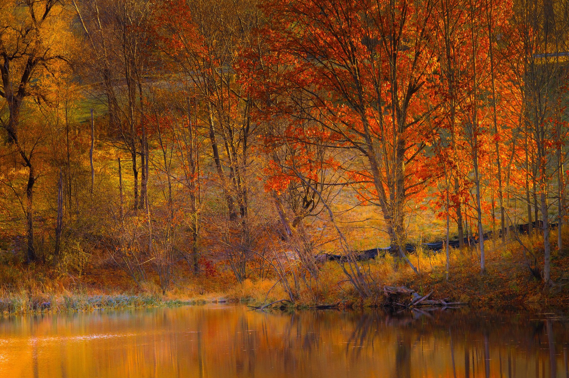 hang bäume see herbst