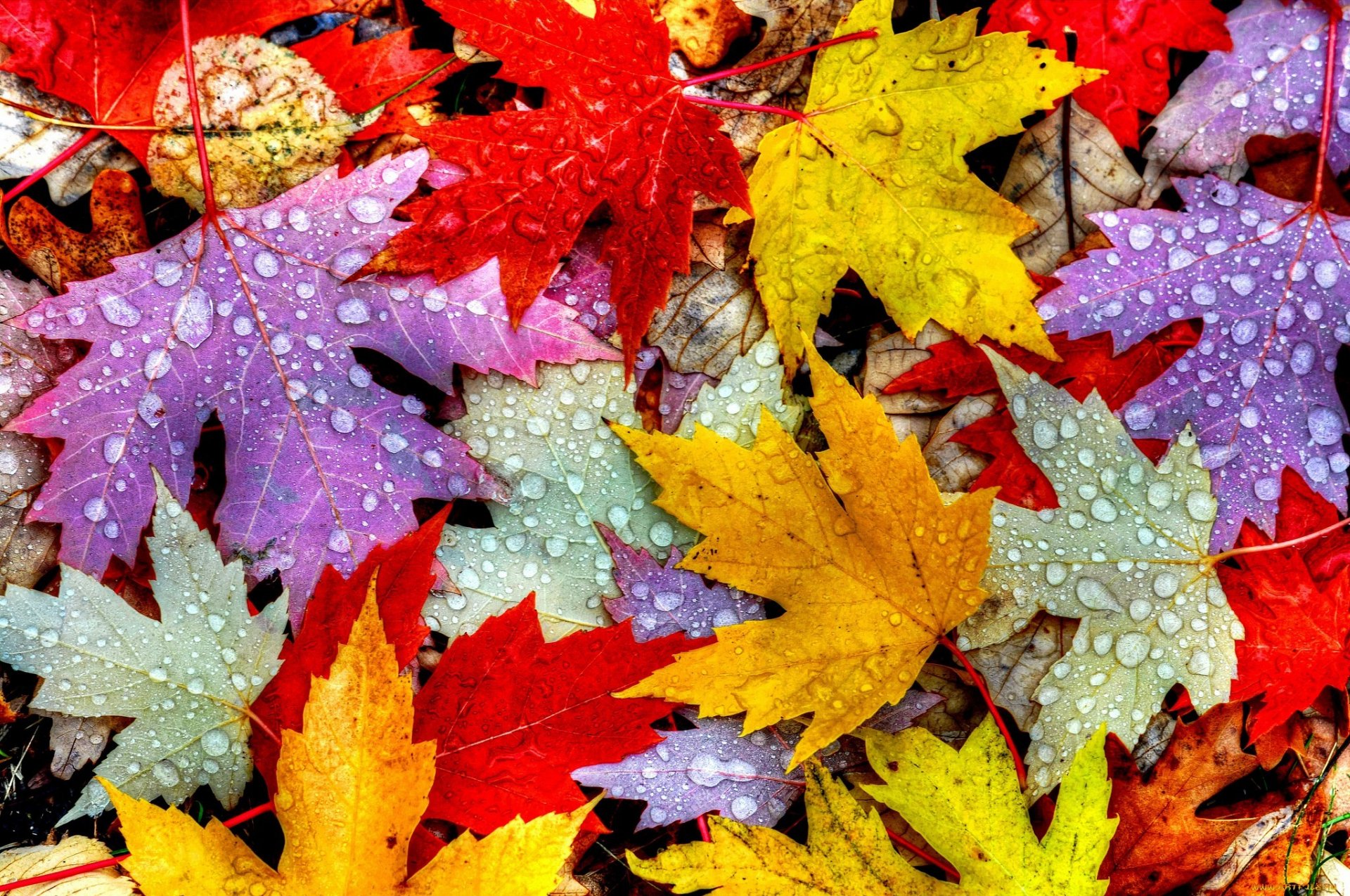 foglie autunno gocce acqua rugiada fogliame colore macro