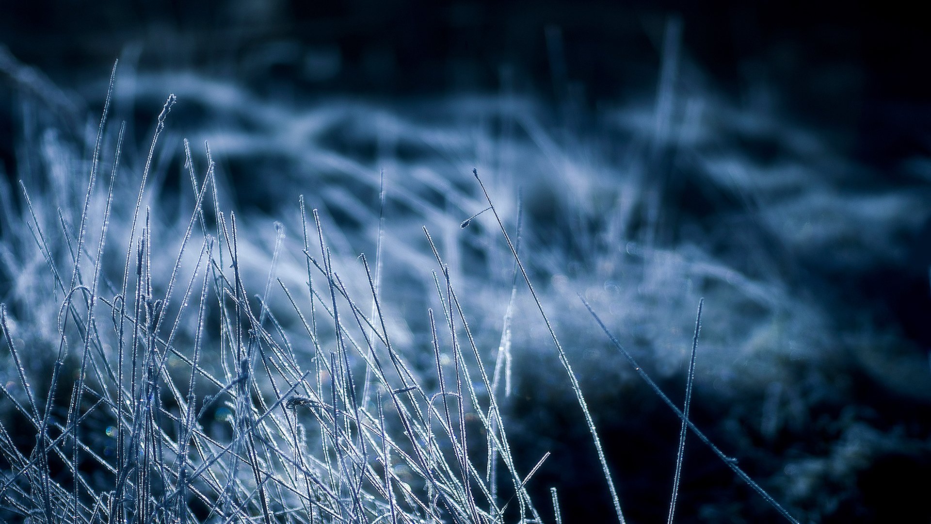 nuit herbe sec givre froid