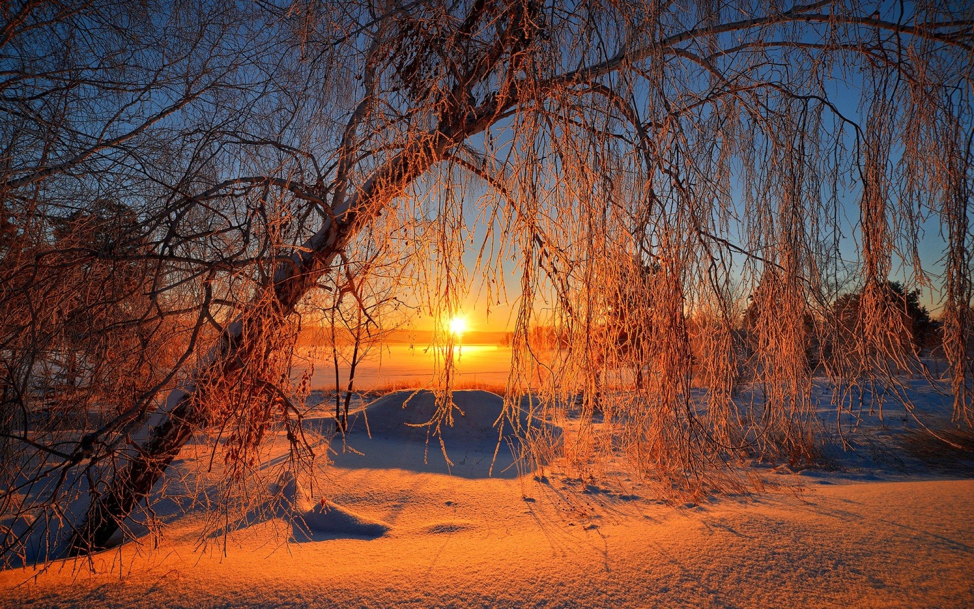 nature ciel soleil hiver paysage lever du soleil neige arbres