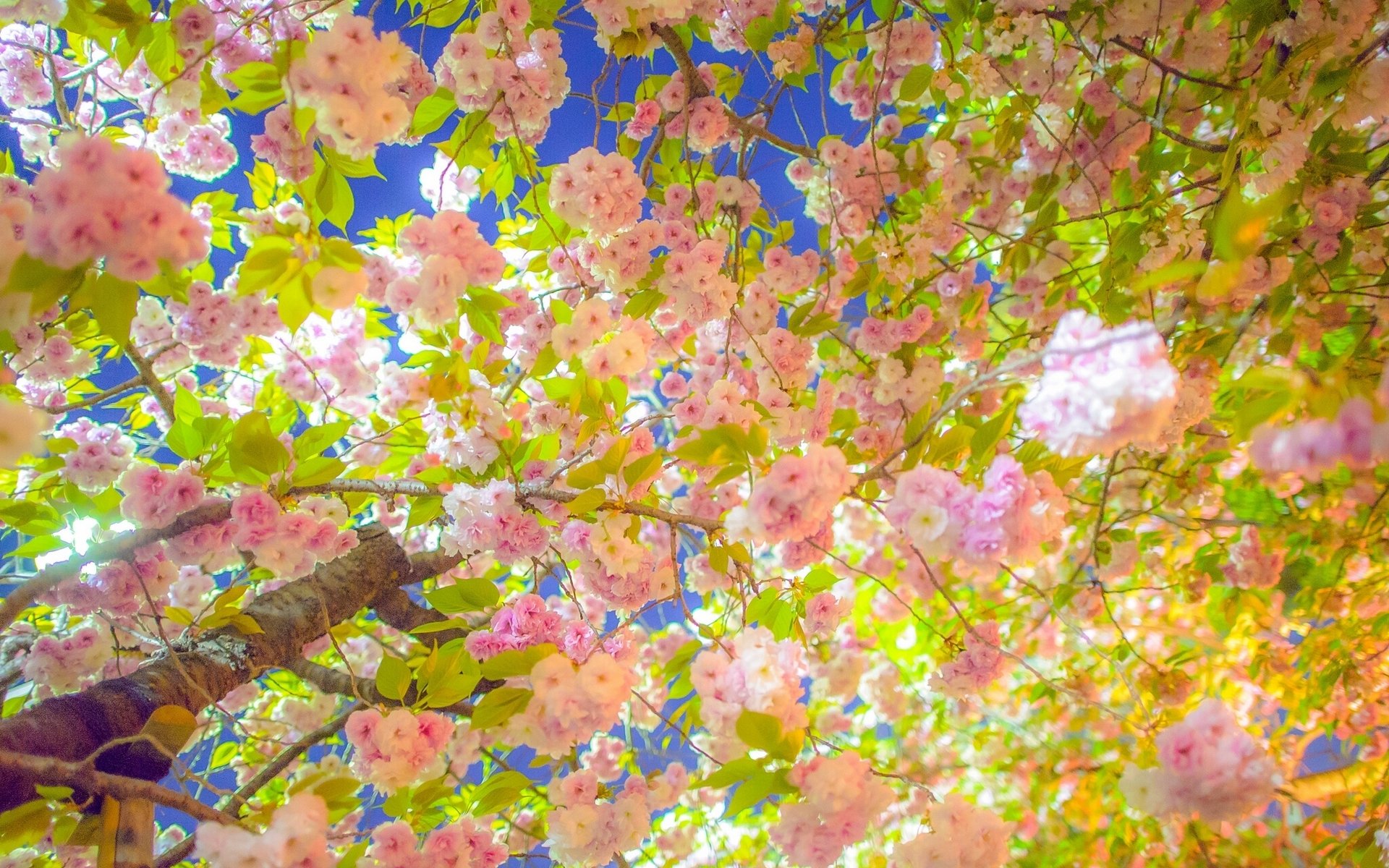 akura cherry tree bloom spring branche