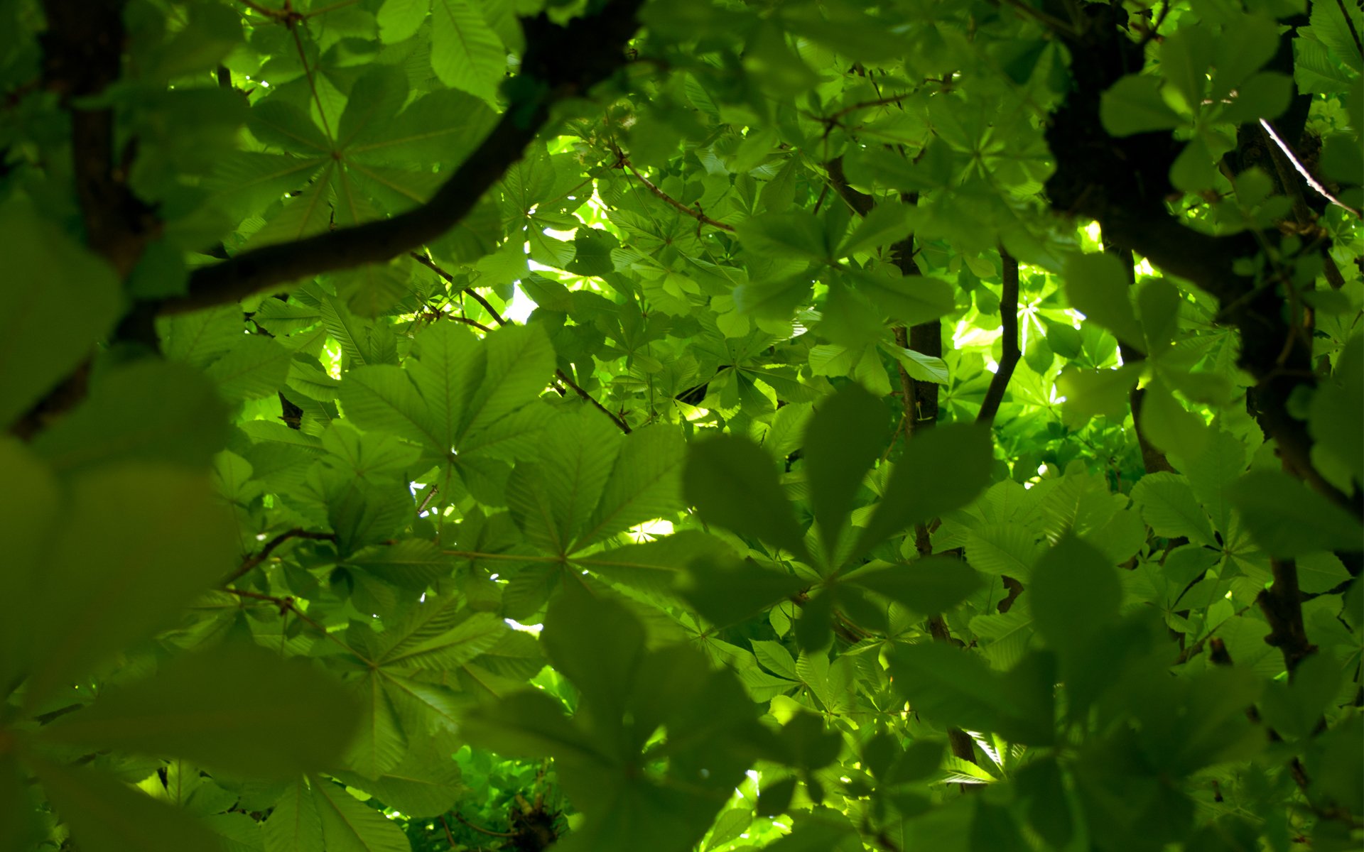 blätter grün baum krone kastanie zweige