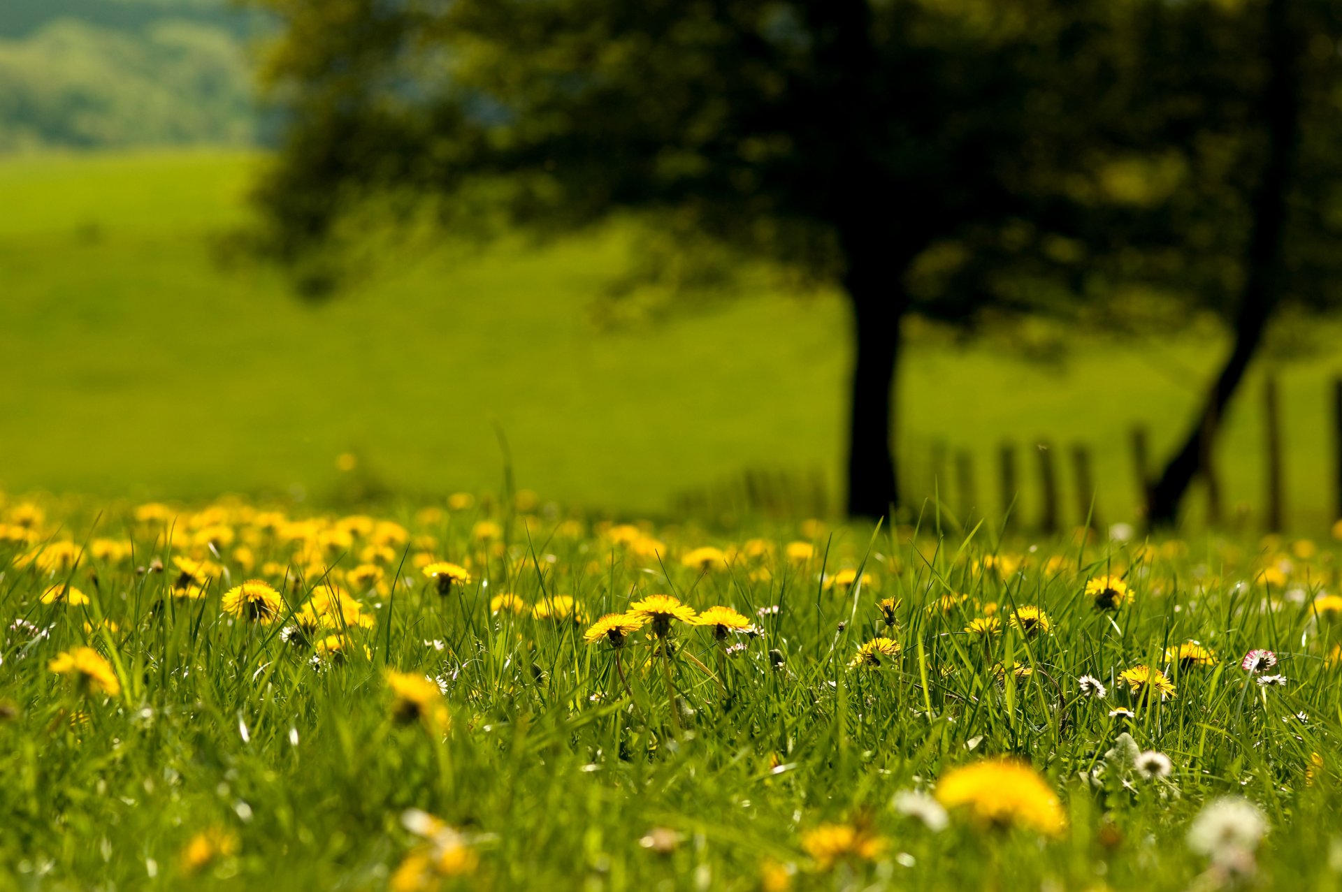 nature grass dandelions green