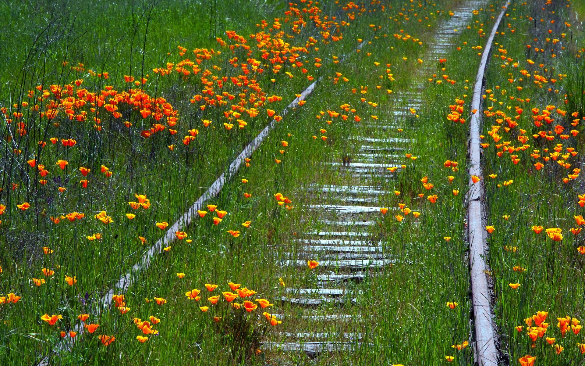 flores ferrocarril verano naturaleza