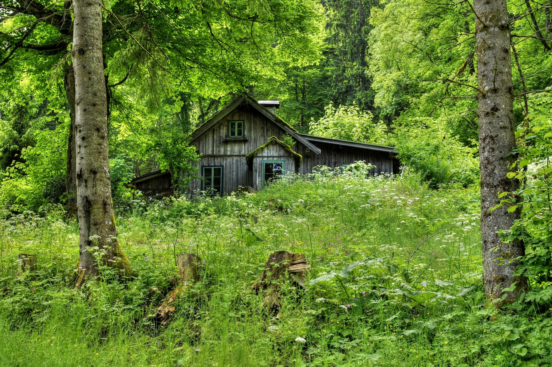 foresta alberi erba casa capanna vecchio di legno