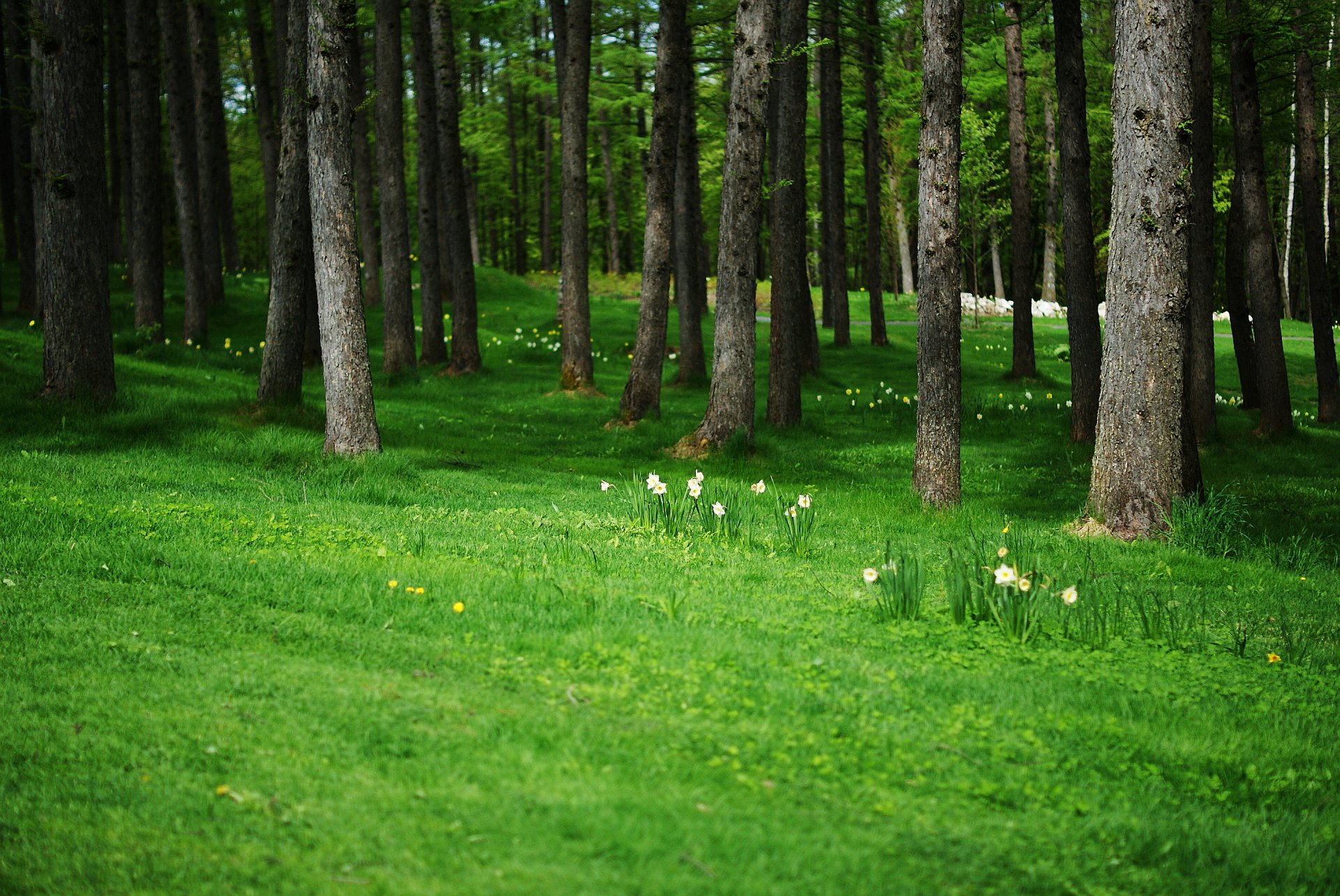 bosque flores claro narcisos diente de león árboles troncos