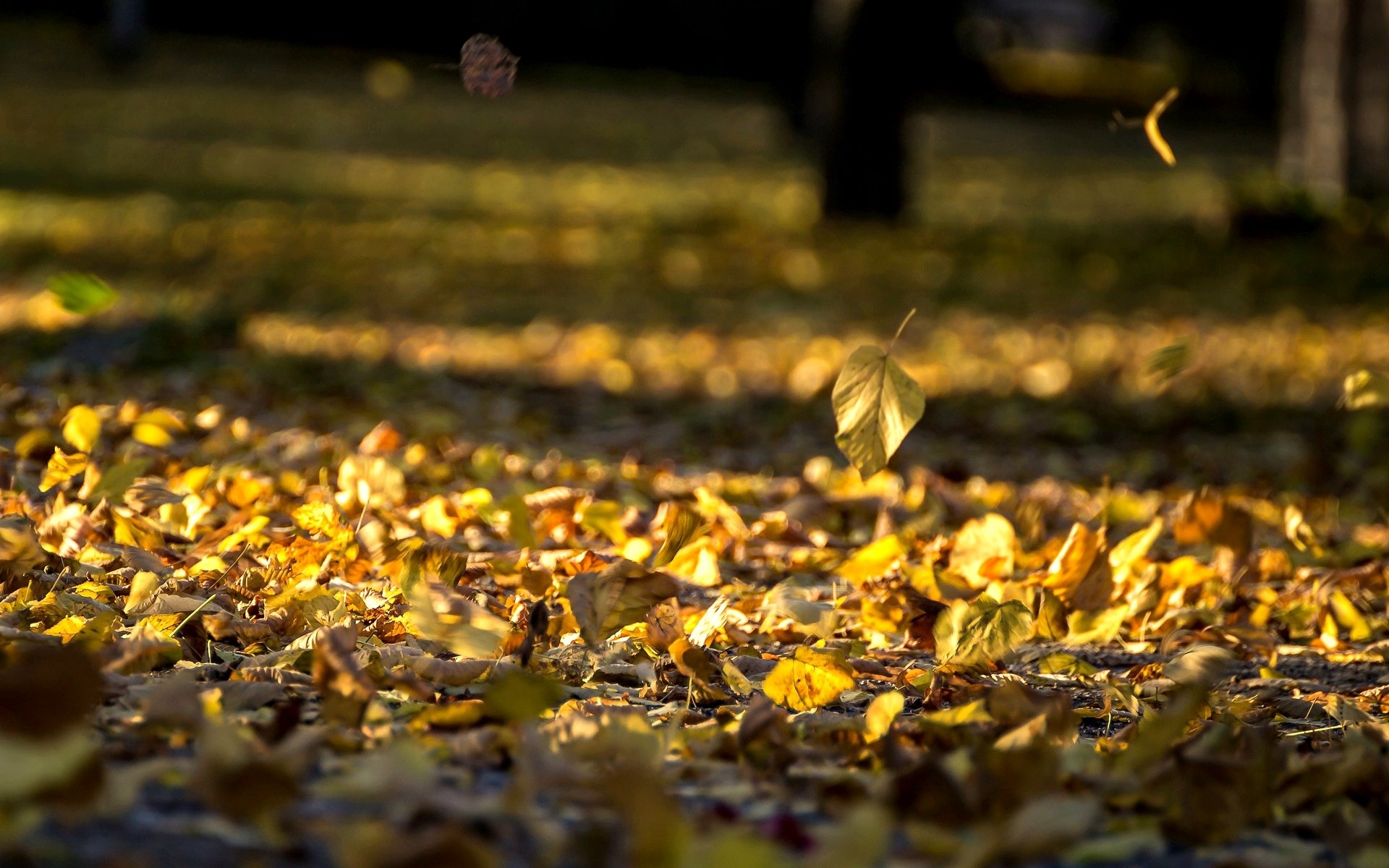 nature feuilles folioles feuilles automne feuilles jaunes fond papier peint écran large plein écran écran large écran large