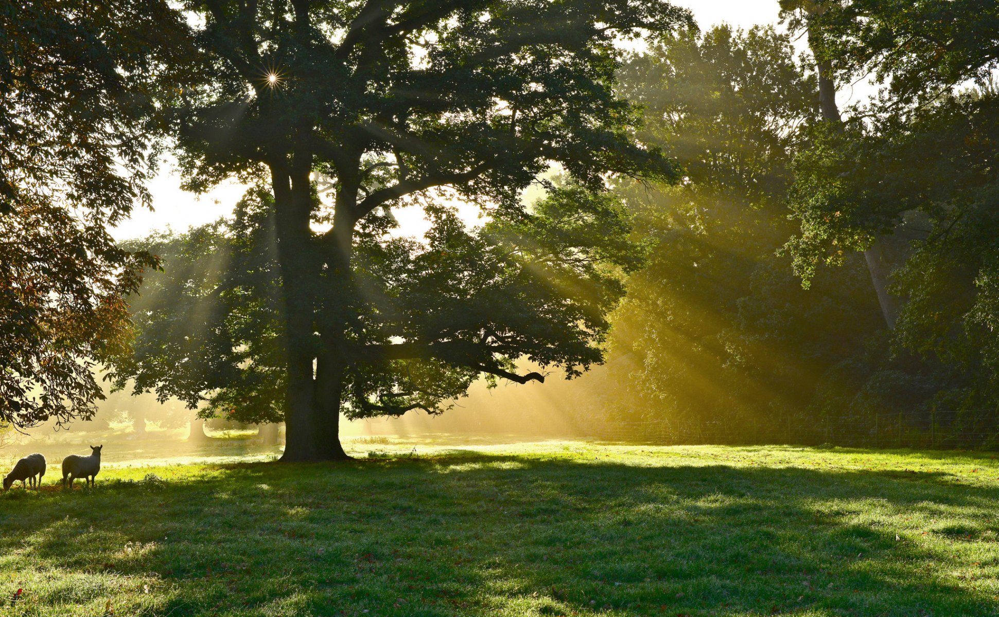 parco alberi albero raggi sole animali pecore