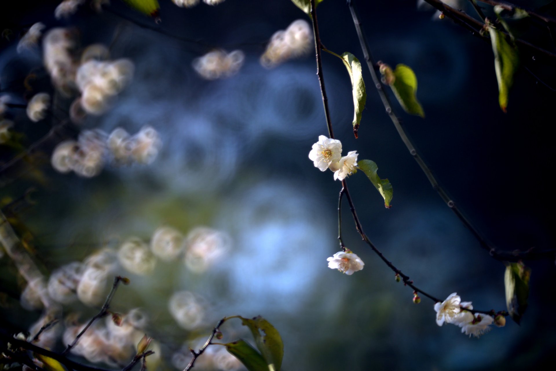 zweige blätter blumen pflaume blüte frühling