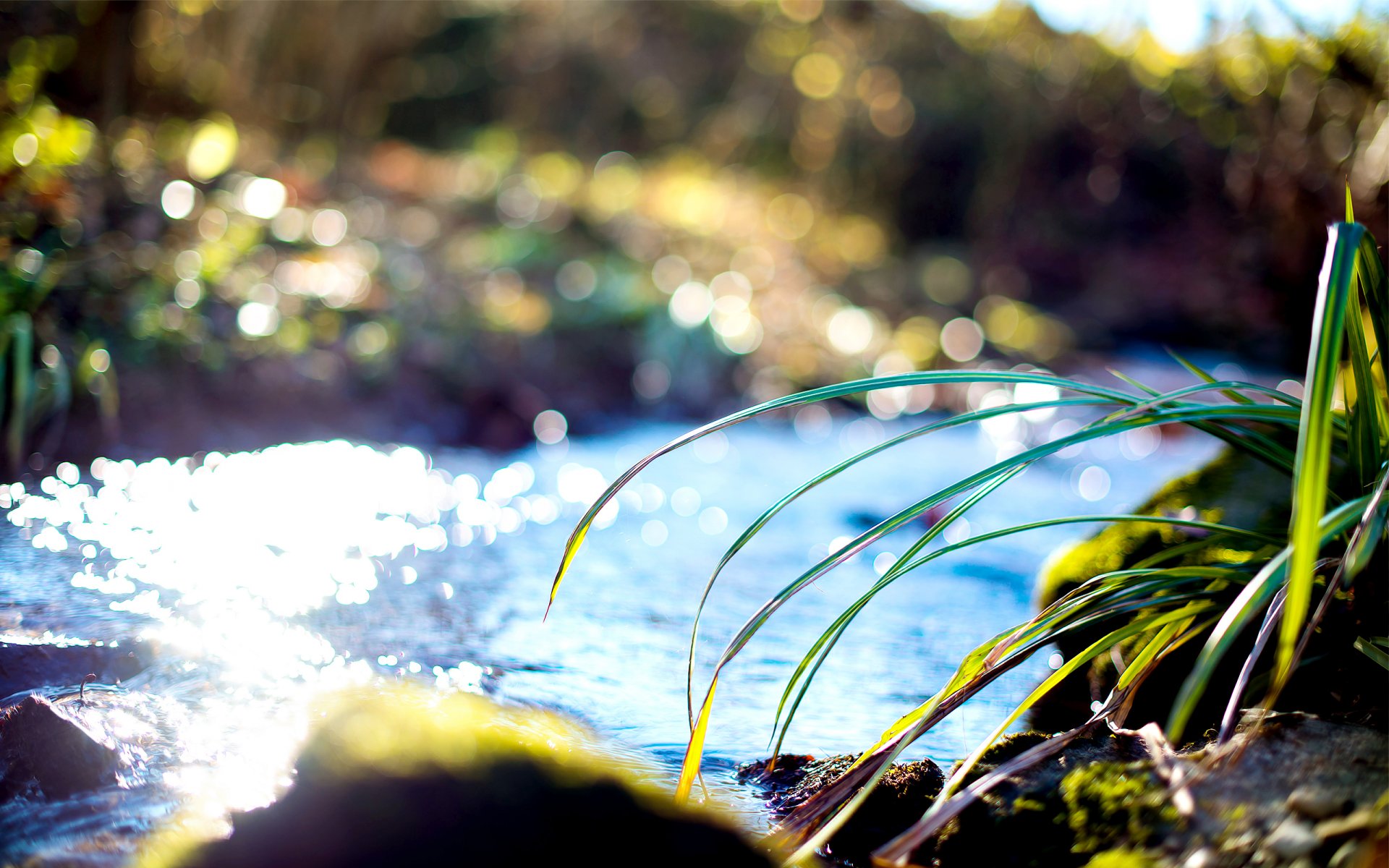 bach wasser sonnig gras grashalme ufer