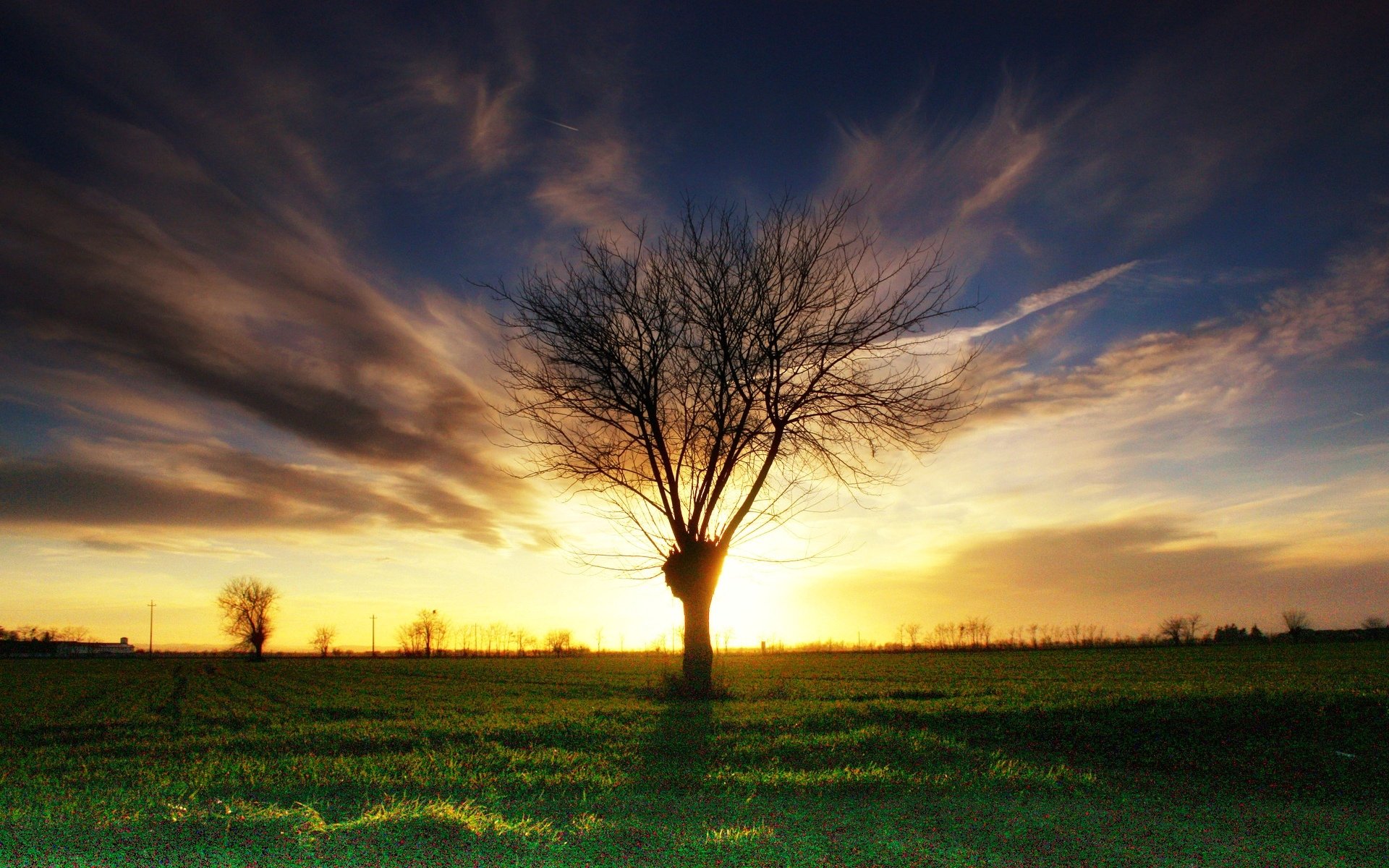 nature tree trees branches leaves leaves foliage grass greenery evening background wallpaper widescreen fullscreen widescreen widescreen