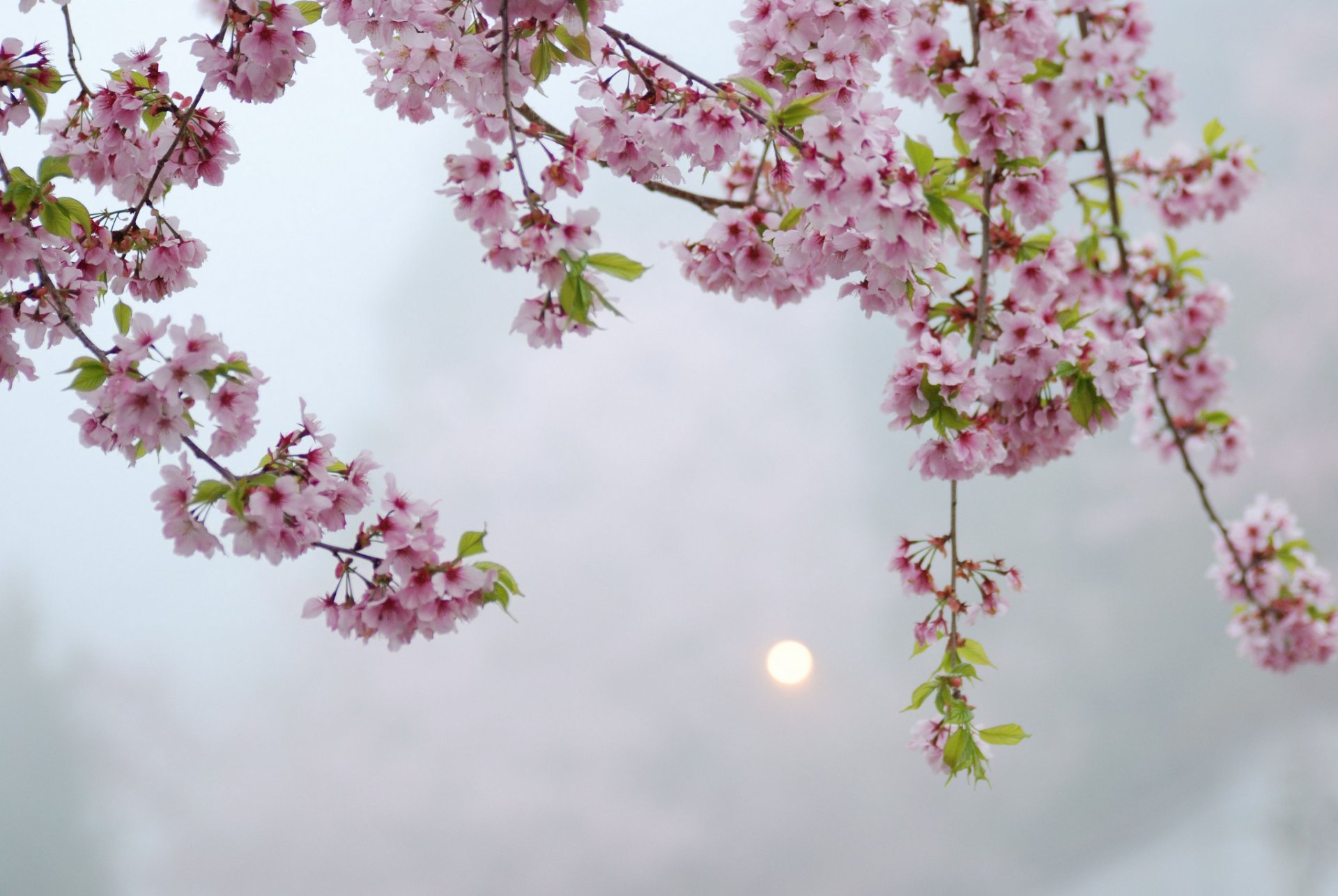 sakura albero ramoscelli rosa fiori fioritura sera sole bagliore macro