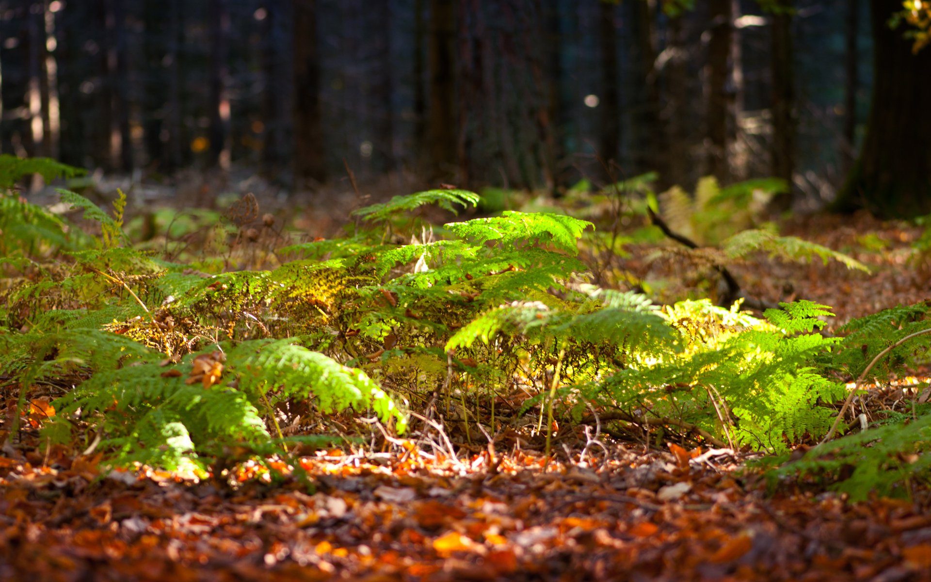 bosque helecho vegetación árboles soleado luz