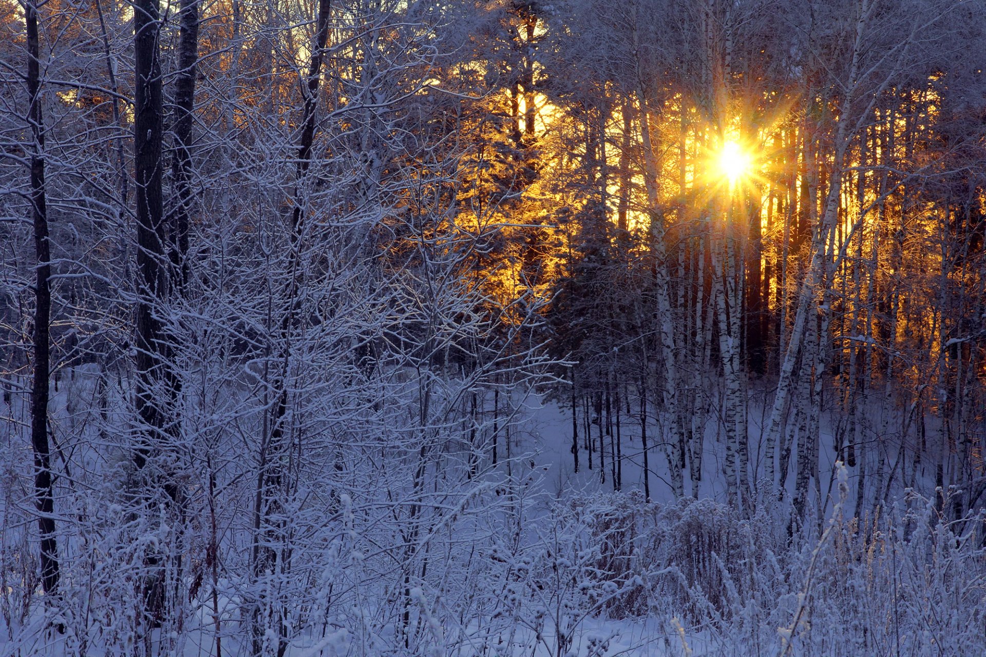 hiver soleil rayons forêt bouleaux givre