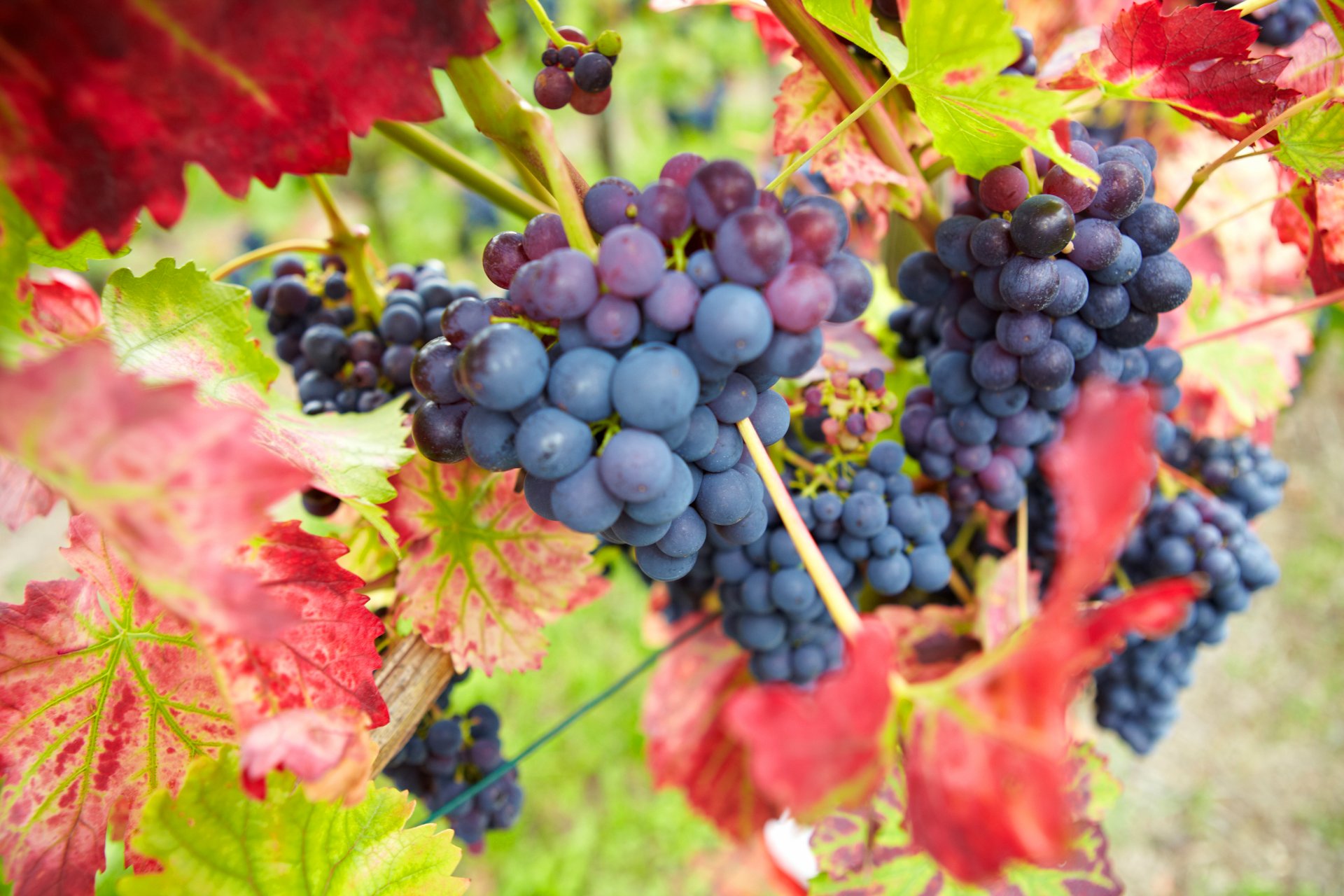 grapes leaves red maroon berries clusters nature autumn vintage