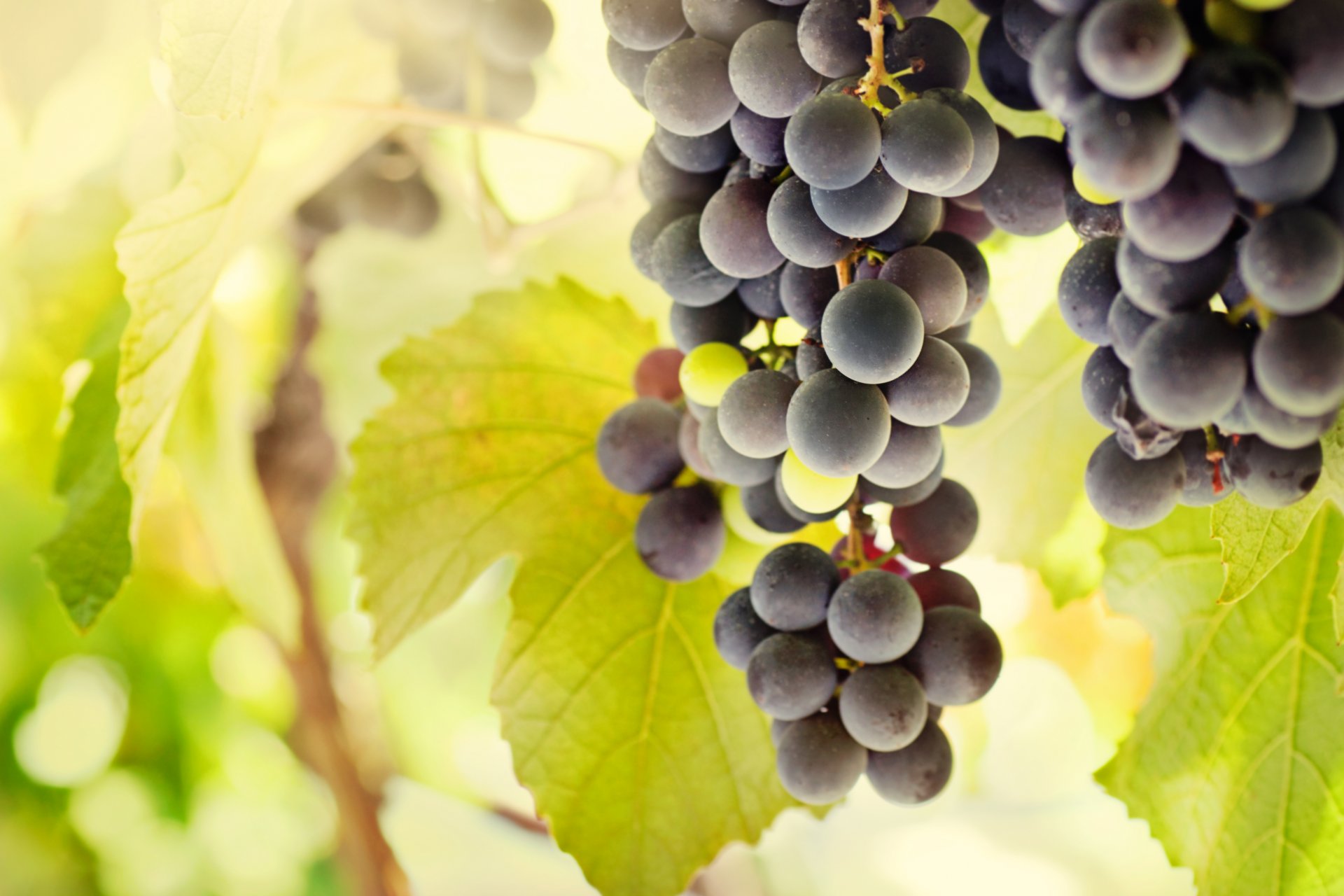 grapes clusters berries leaves sun light