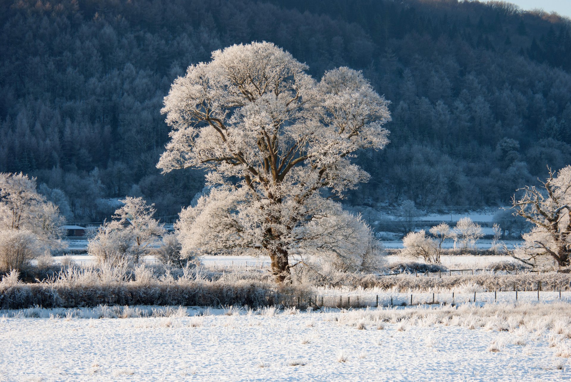 hill slope forest trees tree fence shrub frost snow winter