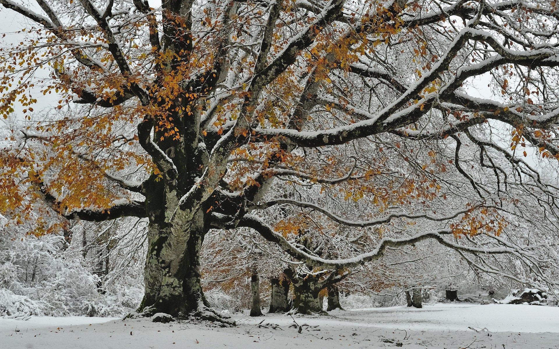 arbre neige automne nature