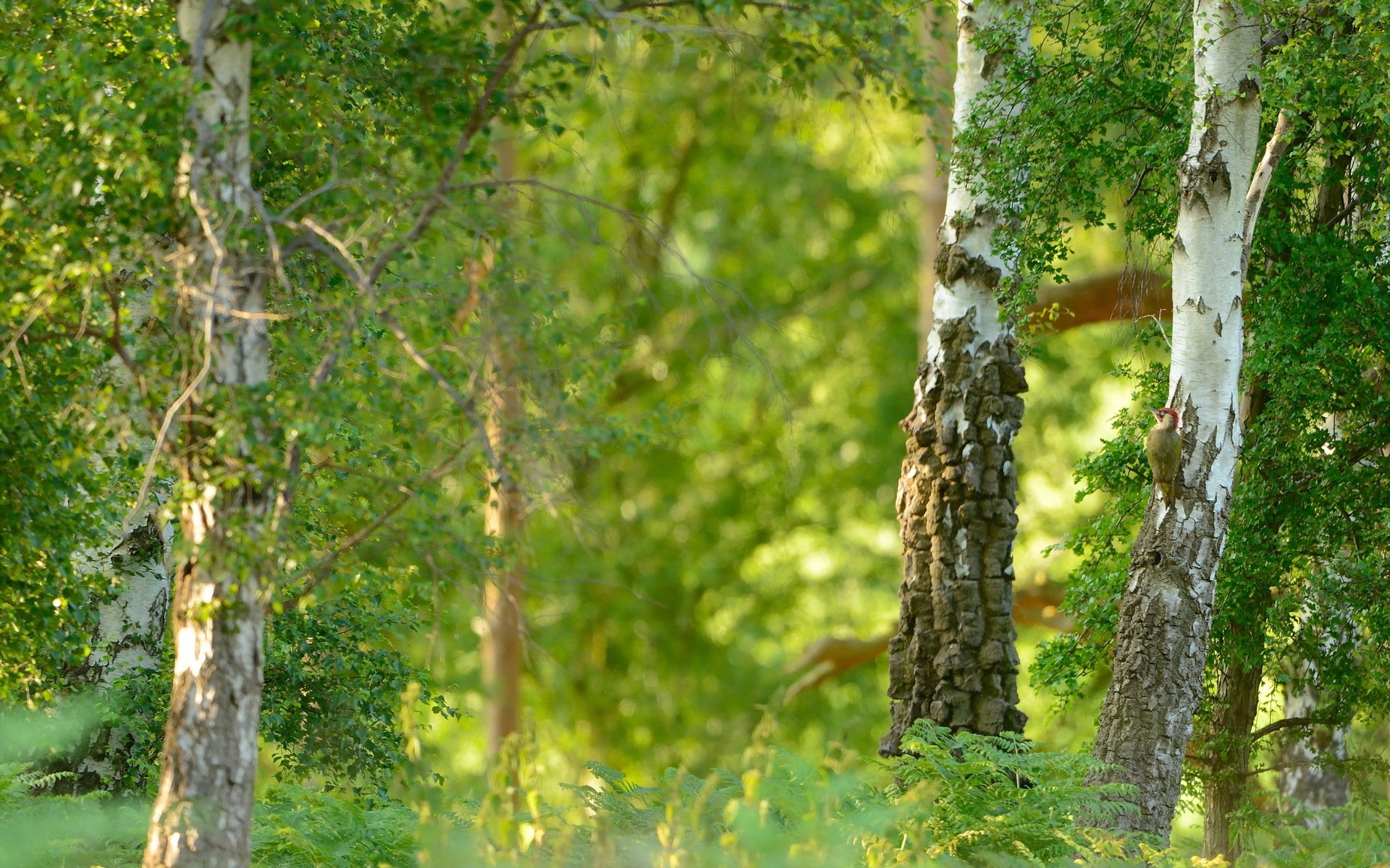 sommer natur