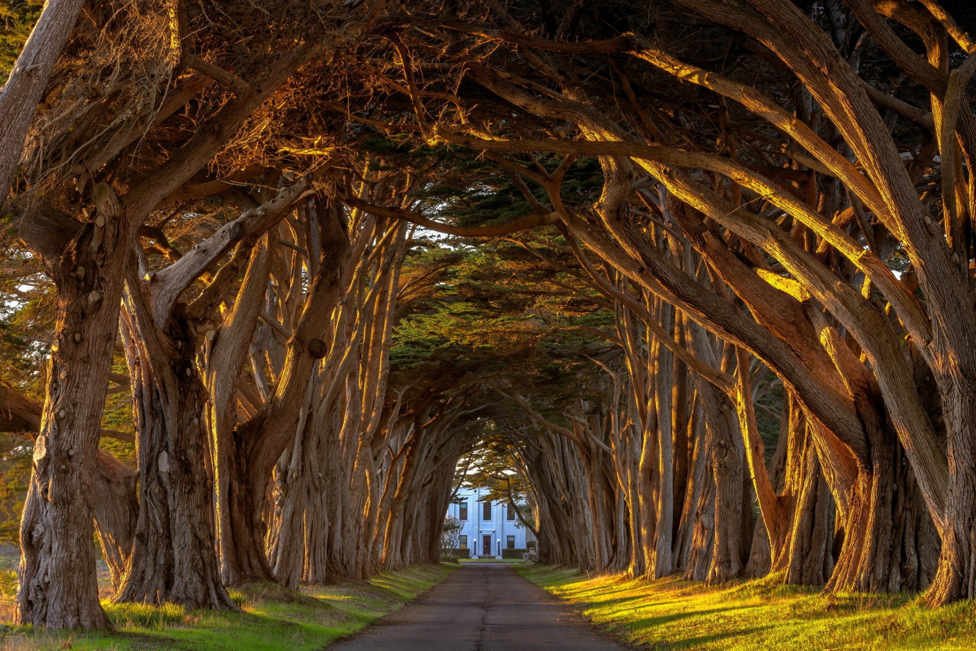 californie cyprès lumière marconi point reyes station coucher de soleil arbre arbres tunnel allée bois domaine été