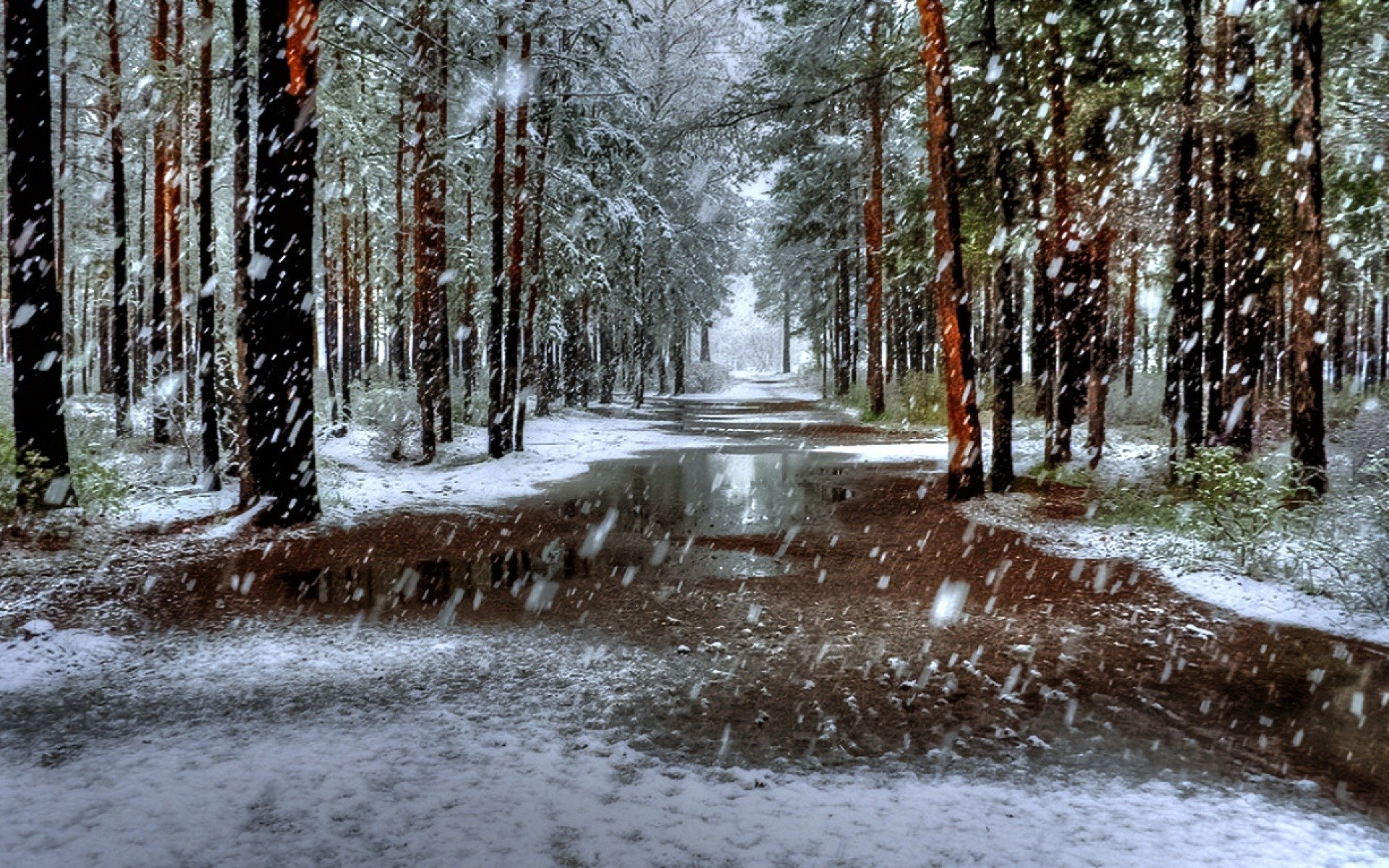 natura paesaggio alberi inverno neve