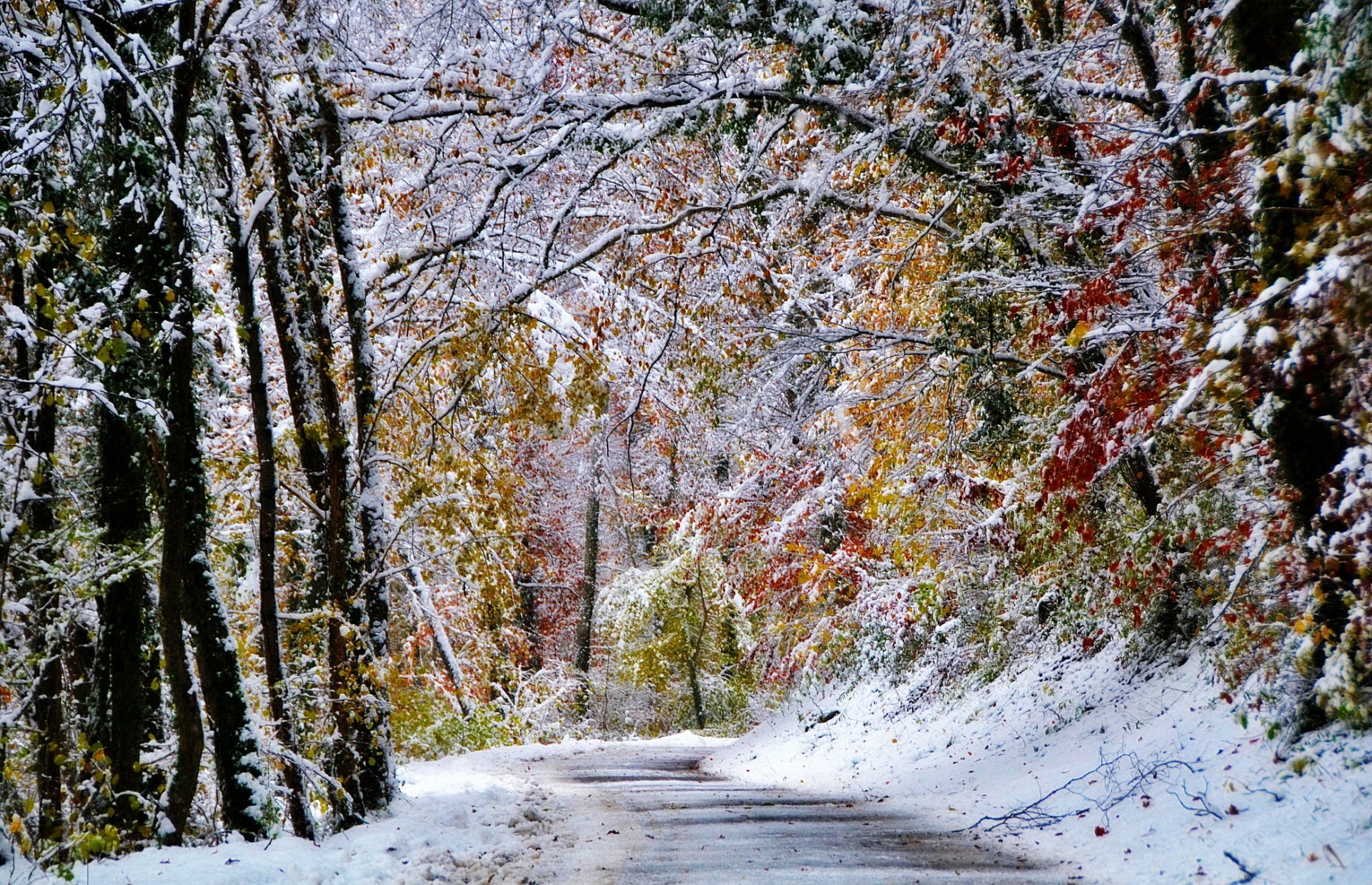 now winter forest tree road