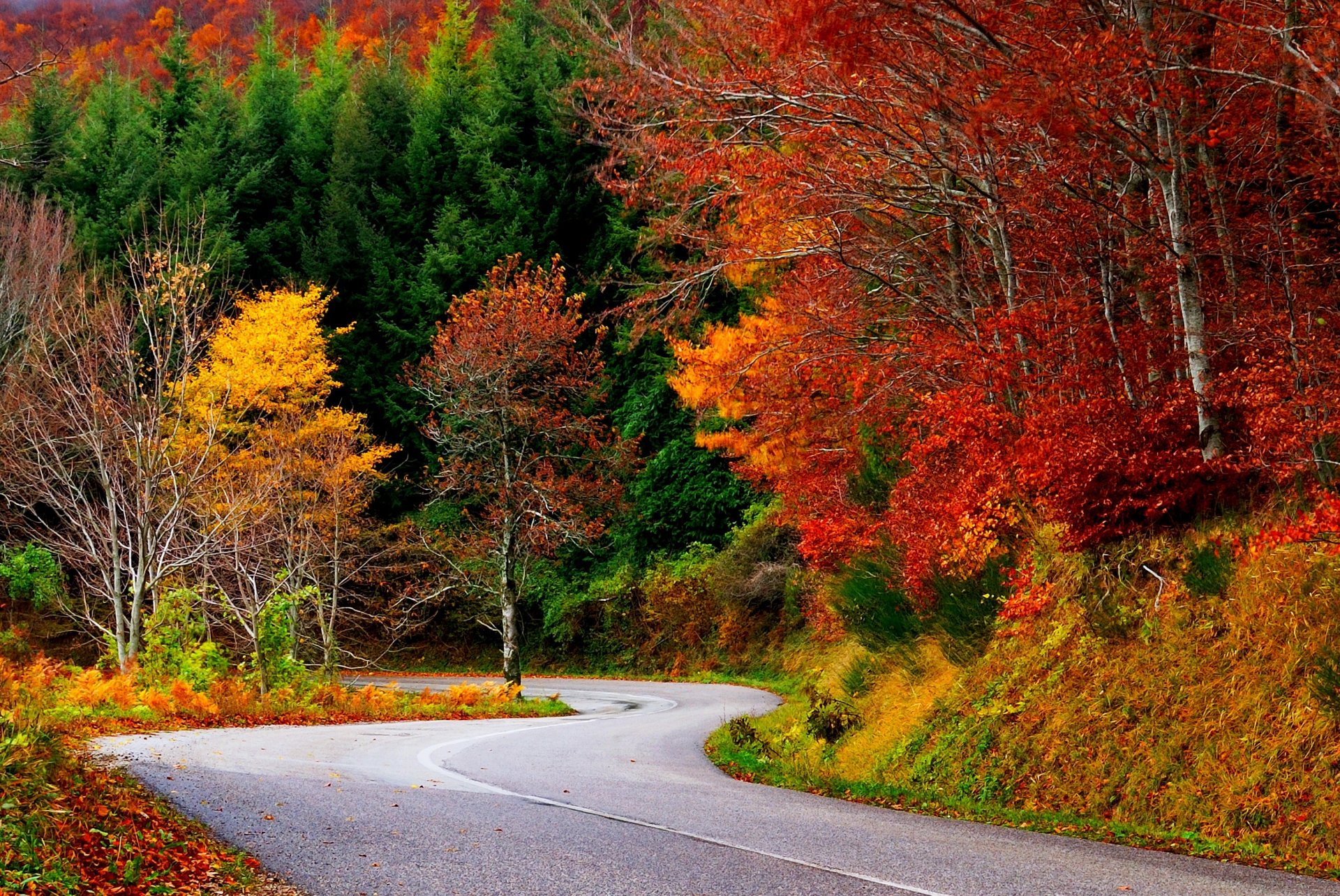 natur wald bäume blätter bunt straße herbst herbst farben zu fuß