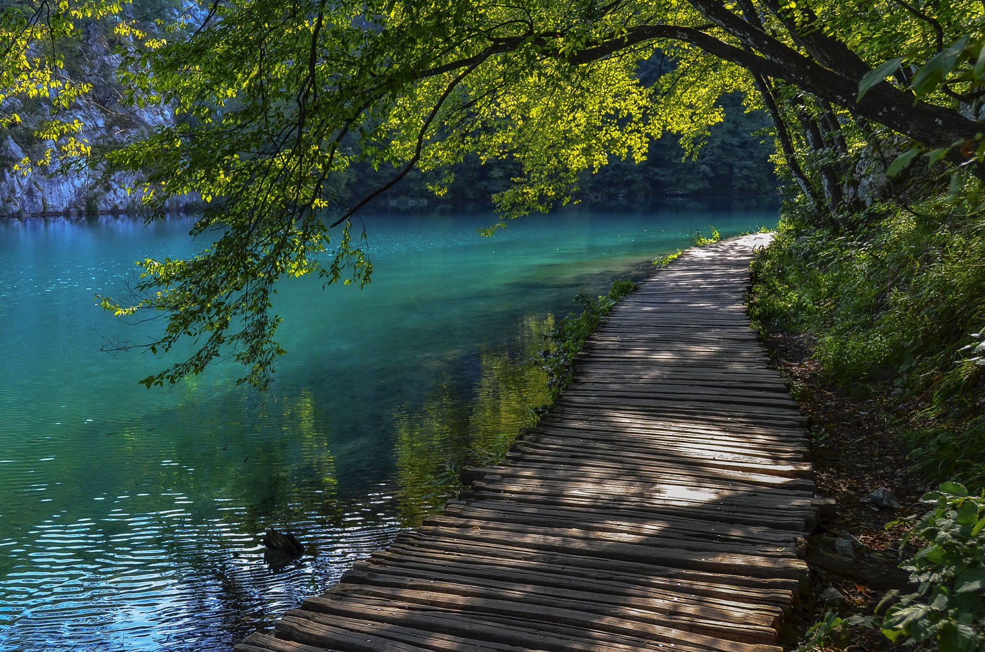 croatie lacs de plitvice arbre passerelle bagage eau été