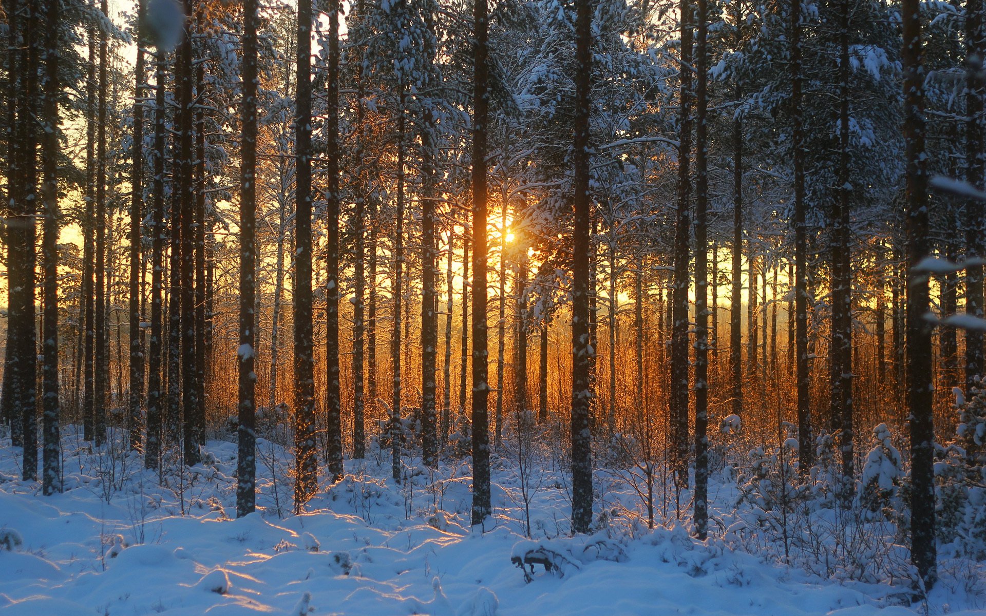 bosque puesta de sol nieve invierno árboles hierba seco