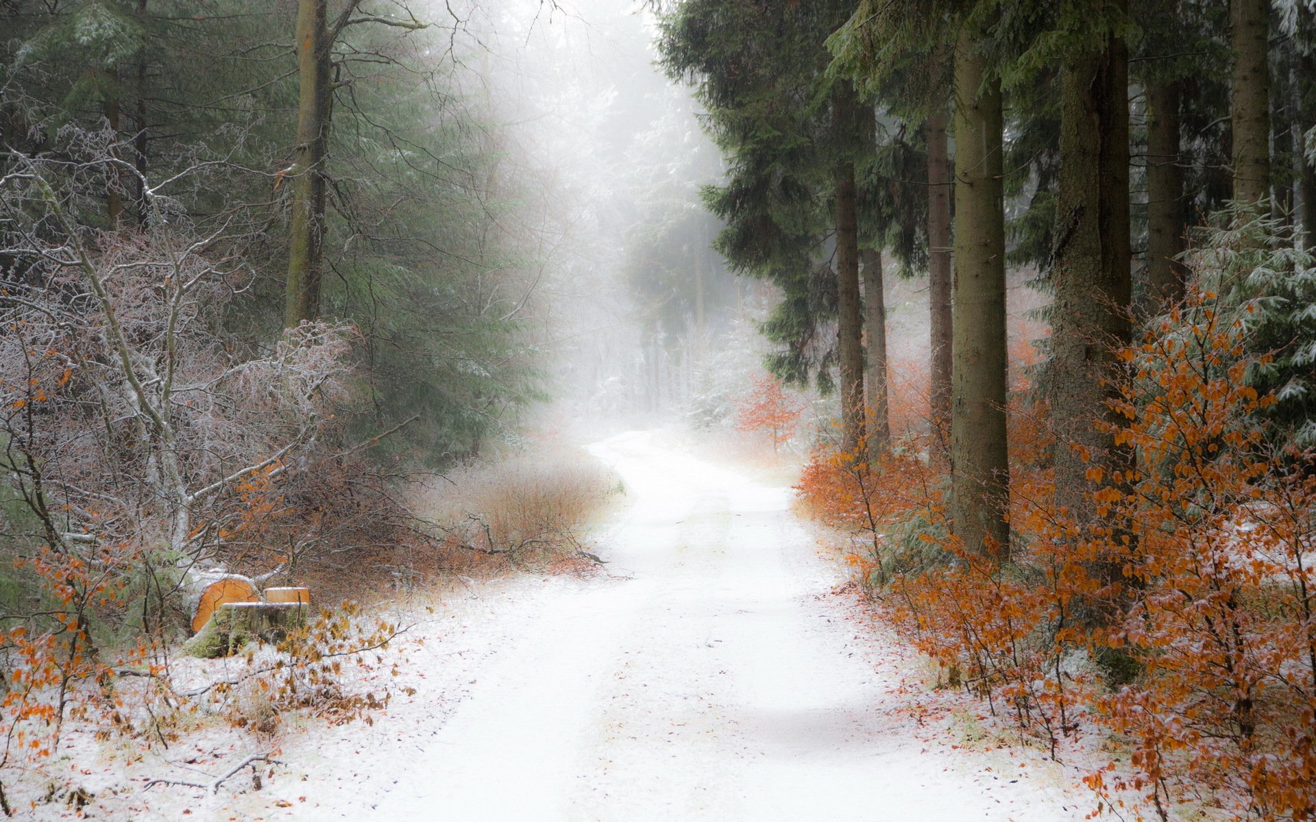 carretera bosque nieve