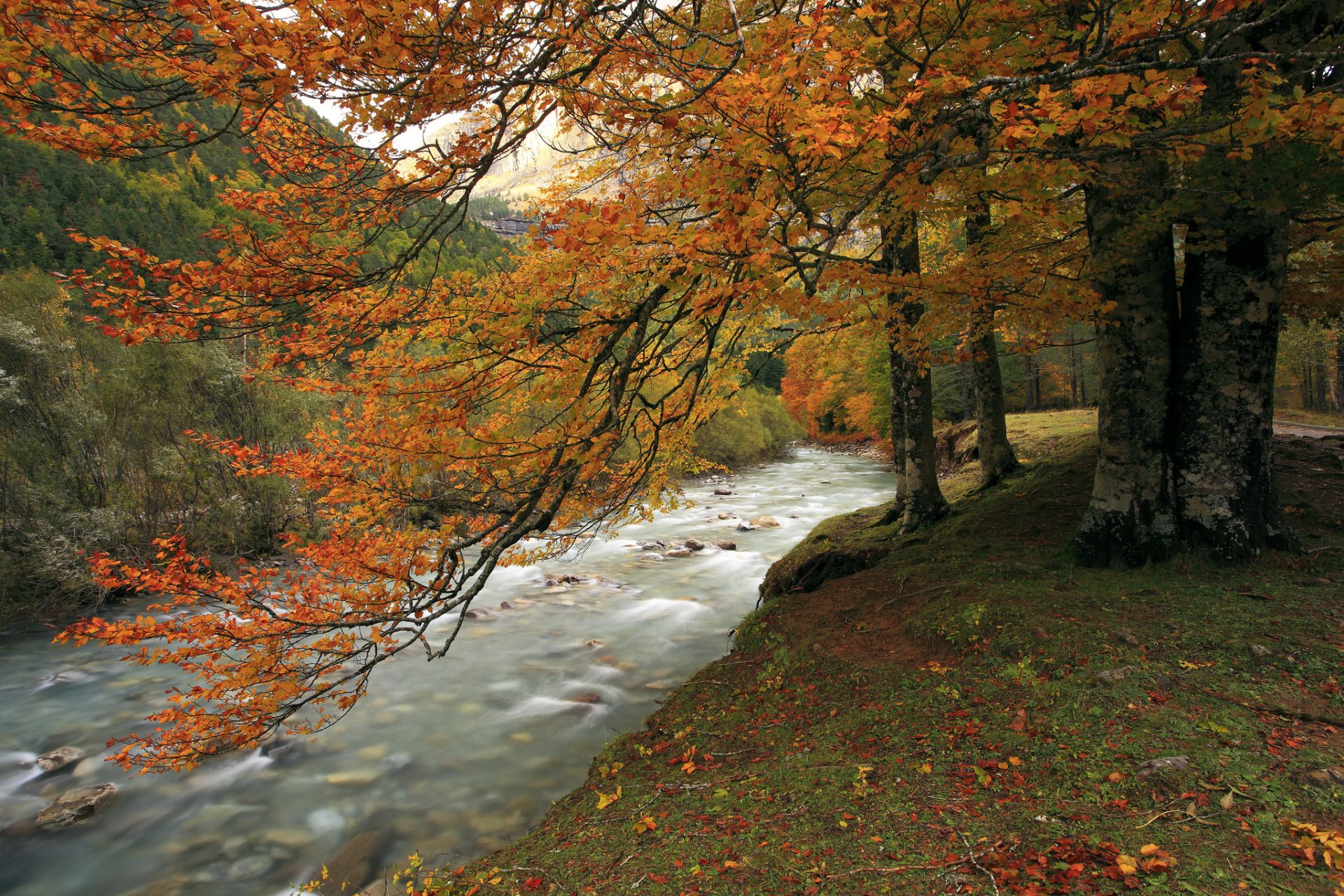 montañas bosque río otoño