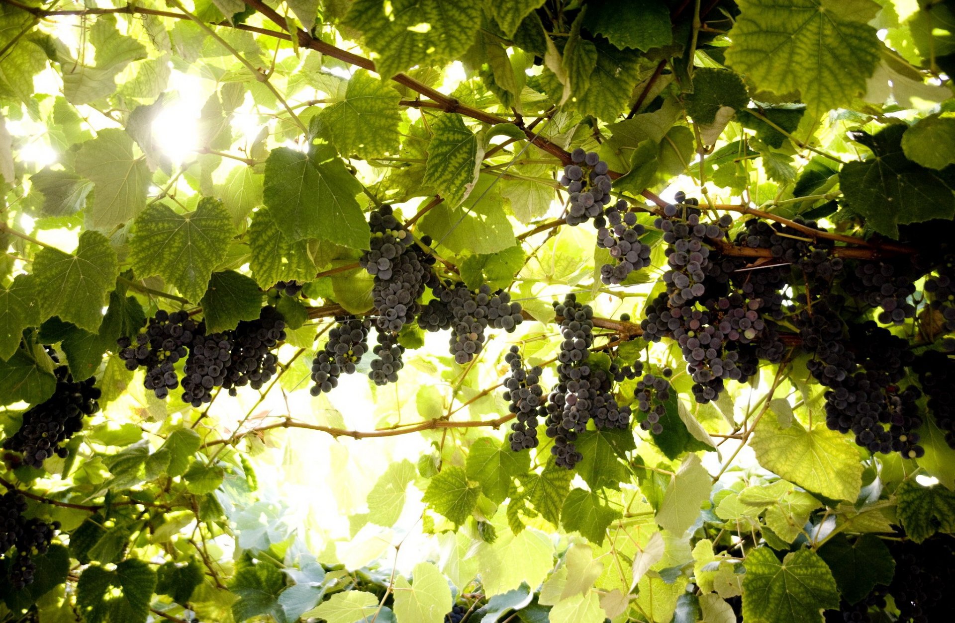 raisin vigne brosse feuilles