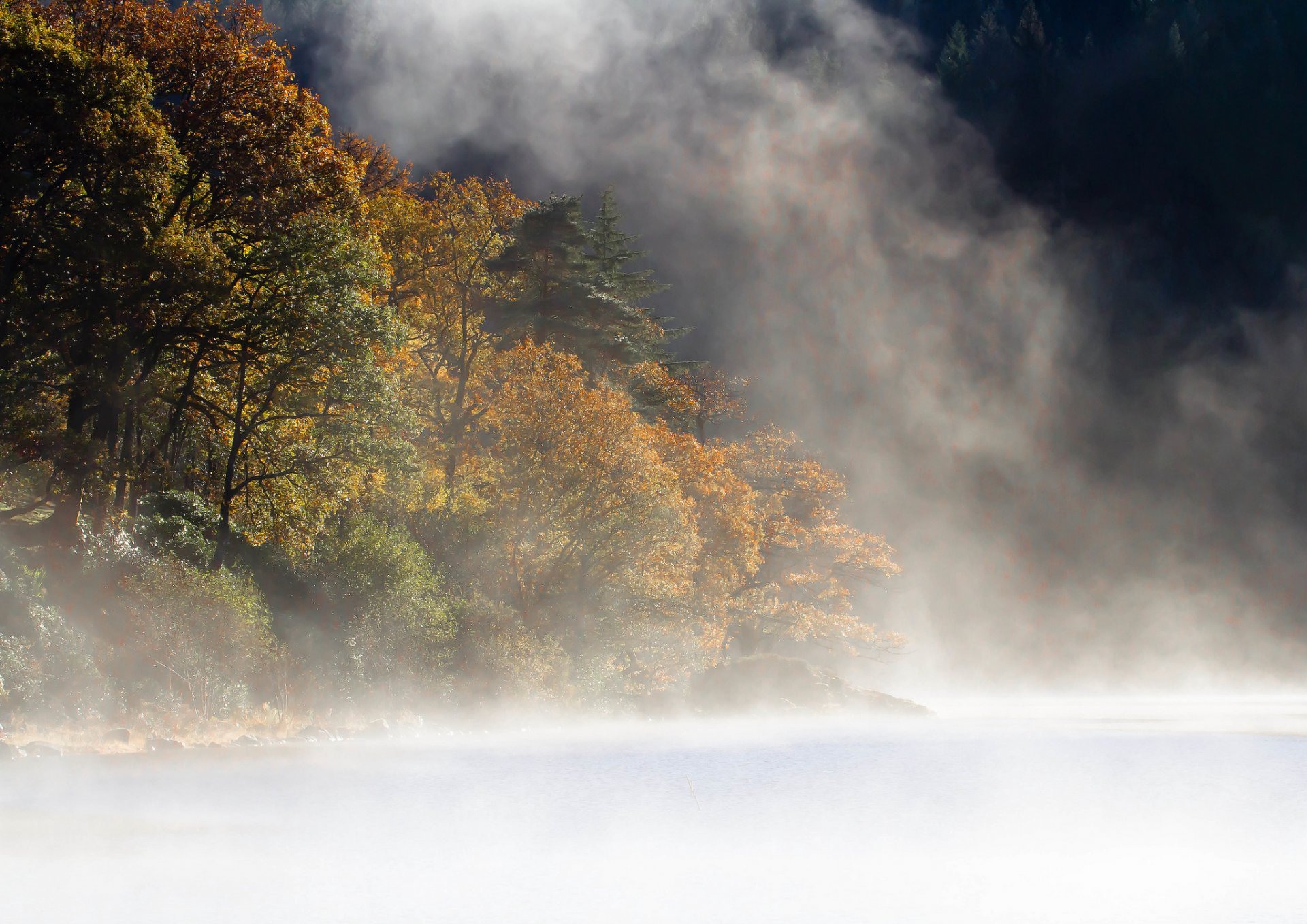 montagna foresta lago nebbia