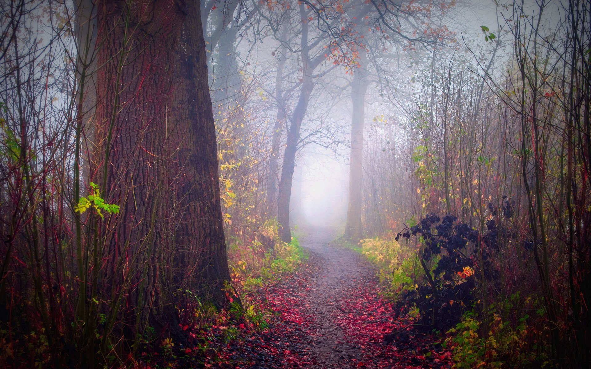 las mgła jesień natura