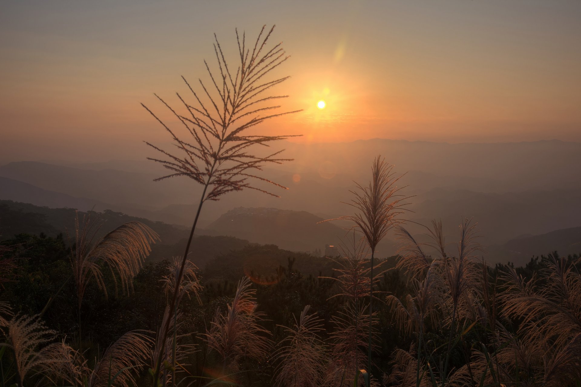 plantes herbe panicules soleil éblouissement aube