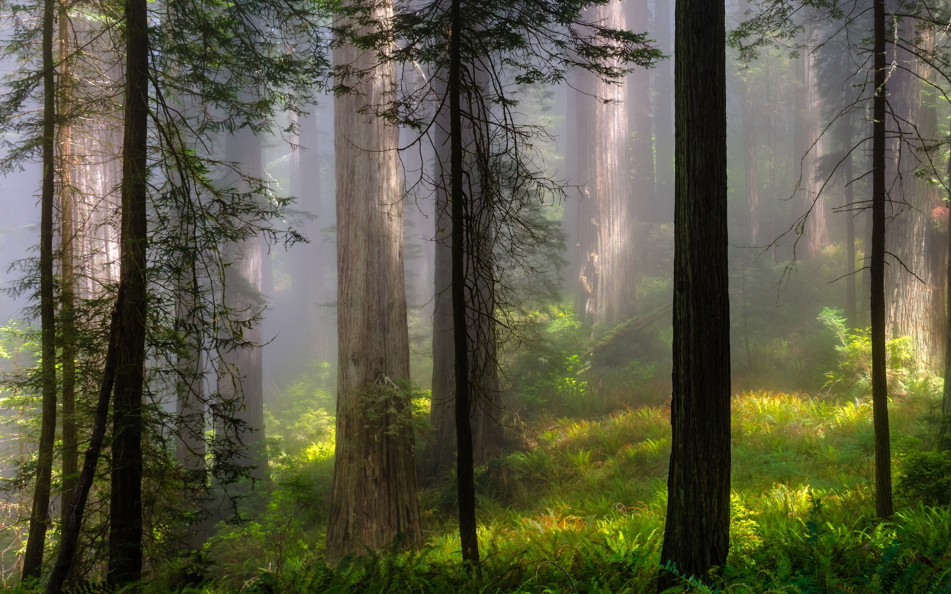 las natura lato mgła krajobraz drzewa