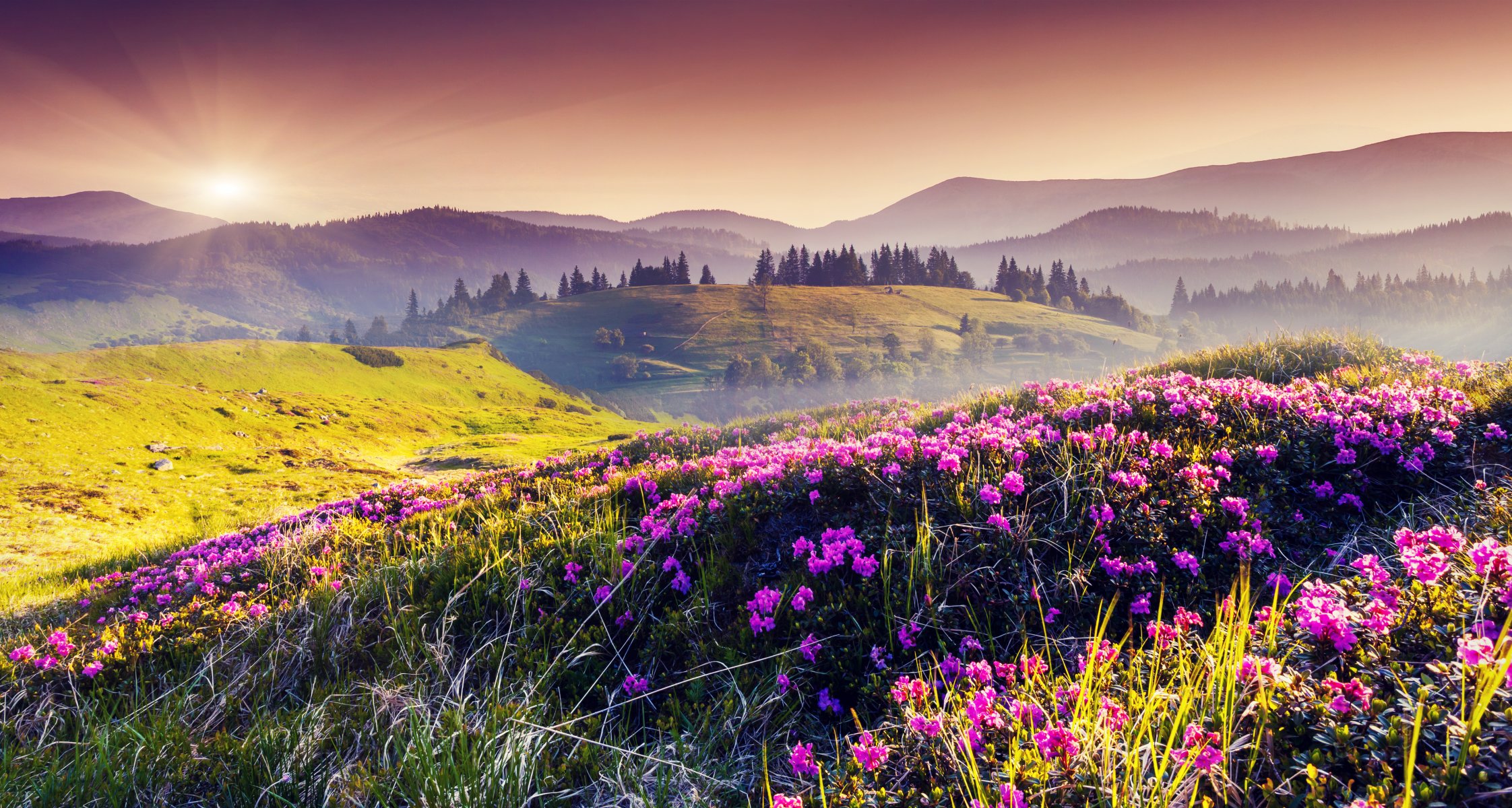 collines fleurs arbres soleil